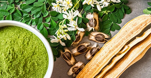 Moringa nedir? Moringa bitkisinin faydaları nelerdir?